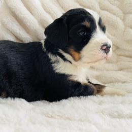 Bernedoodle Puppies from Renowned Bernedoodles