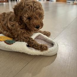 Poodles from Chae’s Fam