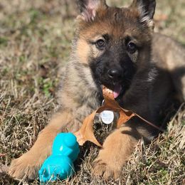German Shepherd Puppies from Von Hartwin Kennels