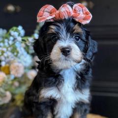 Amethyst - female Australian Mountain Doodle puppy in Snohomish, Washington from Refined Doodles