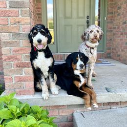 Bernedoodles from Cairn Ridge Doodles