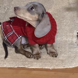 Sandy - Fawn (isabella) and tan female Dachshund puppy in Salem, Oregon from Ide's of March Dachshunds