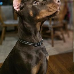 Doberman Pinscher puppies from Eminent Dobermans