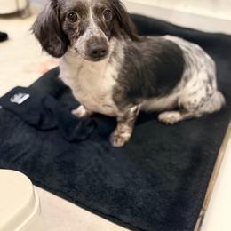 Pepper - Dachshund