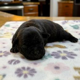 Male 1 - Brindle male Staffordshire Bull Terrier puppy in Lakeland, Florida from English Creek Staffords
