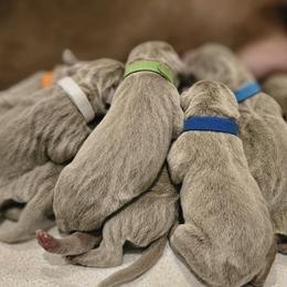 Purple Collar - Silver gray female Weimaraner puppy in Indiana from So-IN Weimaraner's