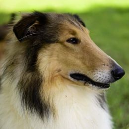 Ruby - Collie
