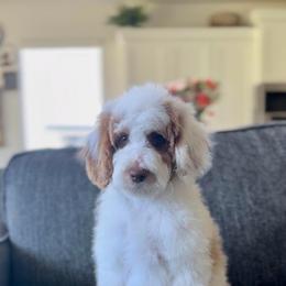 Trixie - Parti female Goldendoodle puppy in St George, Utah from Doodle Bears of Southern Utah