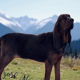 Bronc - Bloodhound
