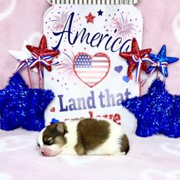Sable Tri boy - Orange sable male Pomeranian puppy in Princeton, New Jersey from PureLove Poms.