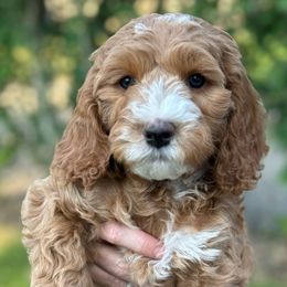 Boy 5 - Dark golden male Australian Cobberdog puppy in Grand Rapids, Michigan from Joreese Australian Cobberdogs