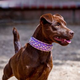 Banzai - Patterdale Terrier