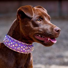Banzai - Patterdale Terrier