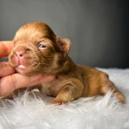 Peaches - Fawn female French Bulldog puppy in Porter, Texas from Whatabulldog