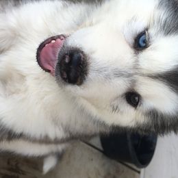 Siberian Husky Puppies from Texas Siberian Husky Kennels (TSHK)