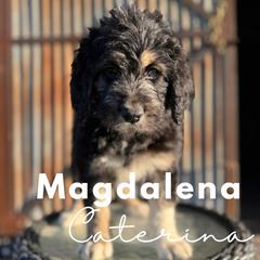 Magdalena Caterina - Saint Berdoodle puppy in Mesa, Arizona from Desert Bohunk Doodles and Branded Bullies