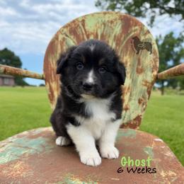 Ghost - Black tri-color male Australian Shepherd puppy in El Dorado Springs, Missouri from OR Aussies