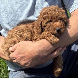 Poodle Puppies from Top Shelf Toy Dogs