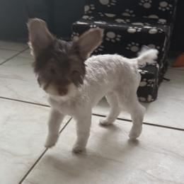 Mufasa AKC - Chocolate, tan and white male Yorkshire Terrier puppy in Labelle, Florida from Chocolate and Parti Yorkies in Florida
