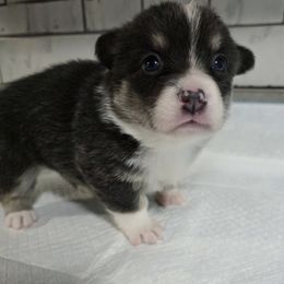 American Corgi Puppies from Whitecreek Corgis of Columbus, IN
