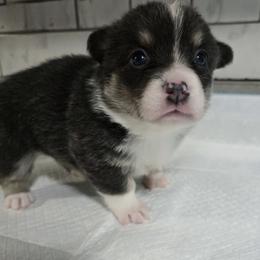 American Corgi Puppies from Whitecreek Corgis of Columbus, IN