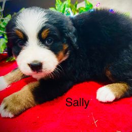 Sally OFA - female Bernese Mountain Dog puppy in Strasburg, Ohio from Lois Allison