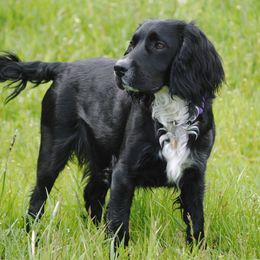 Penny - English Cocker Spaniel