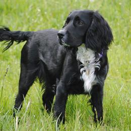Penny - English Cocker Spaniel