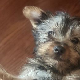 Yorkshire Terriers from Corbin’s Yorkies