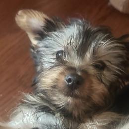 Yorkshire Terriers from Corbin’s Yorkies