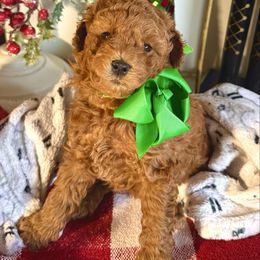 Post Malone - Red  male Goldendoodle puppy in Utah from Doodle Love ❤️ Goldendoodle puppies