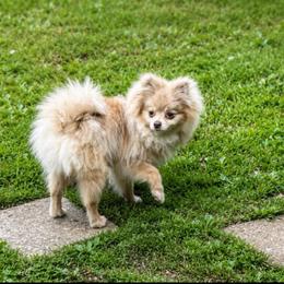 Asher - Chocolate merle male Pomeranian puppy in Maplefalls, Washington from Snow peak poms
