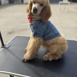 Poodle All Grown Up from Riverside red poodles