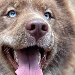 Siberian Huskies from Yiski Hati