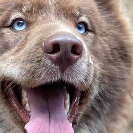 Siberian Huskies from Yiski Hati