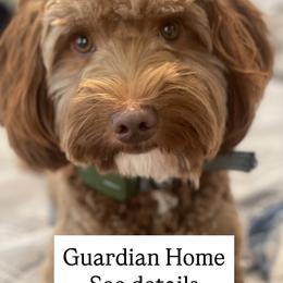 Rocket - Red  male Goldendoodle puppy in Elk Grove, California from Doodles by Faith