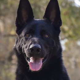 German Shepherds from Würdighaus Kennels