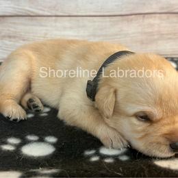 Black - Yellow male Labrador Retriever puppy in Moyock, North Carolina from Shoreline Labradors