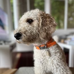 Luna - Goldendoodle