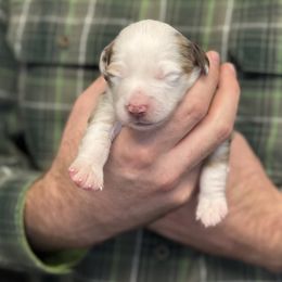 Red Merle male long tail - Red merle male Toy Australian Shepherd puppy in Riverton, Utah from Iron Spirit Homestead & Aussies