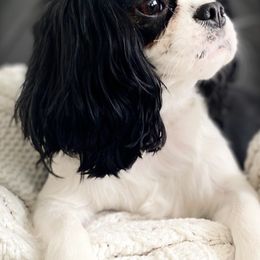 Cavalier King Charles Spaniels from Pixie Dust Cavaliers