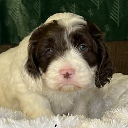 Purple collar girl - Chocolate female Australian Labradoodle puppy in Fairfield, California from Twin Sisters Doodles