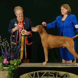 Vizsla All Grown Up from CMF Vizslas