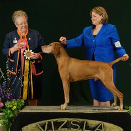 Vizsla All Grown Up from CMF Vizslas