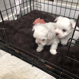 Companion Cross and Havanese Puppies from HannahJoy Hypoallergenic Pups