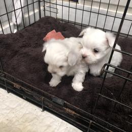 Companion Cross and Havanese Puppies from HannahJoy Hypoallergenic Pups