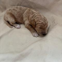 Stella - Gold female Bordoodle puppy in Indianapolis, Indiana from Indiana Bordoodles