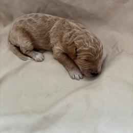Stella - Gold female Bordoodle puppy in Indianapolis, Indiana from Indiana Bordoodles