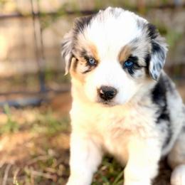 Belle - Blue merle female Australian Shepherd puppy in Vernal, Utah from Dancing M Australian Shepherds