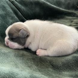 French Bulldog Puppies from The Frenchie Lady Co.